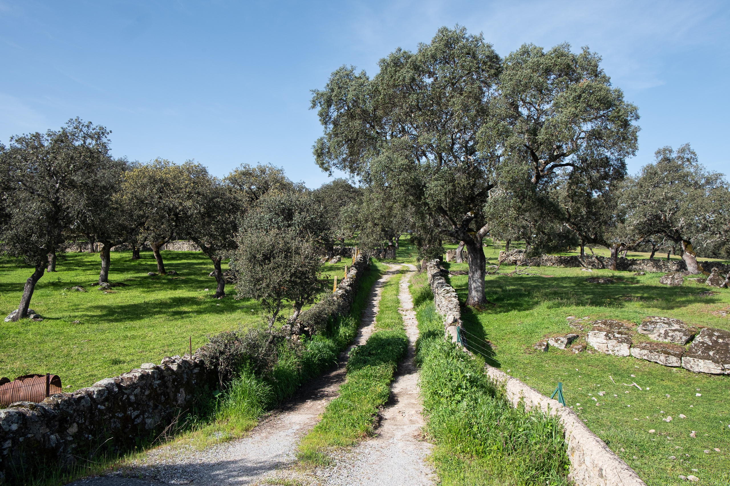 Dehesapfad zwischen Steinmauern – Aufbruch Richtung Córdoba